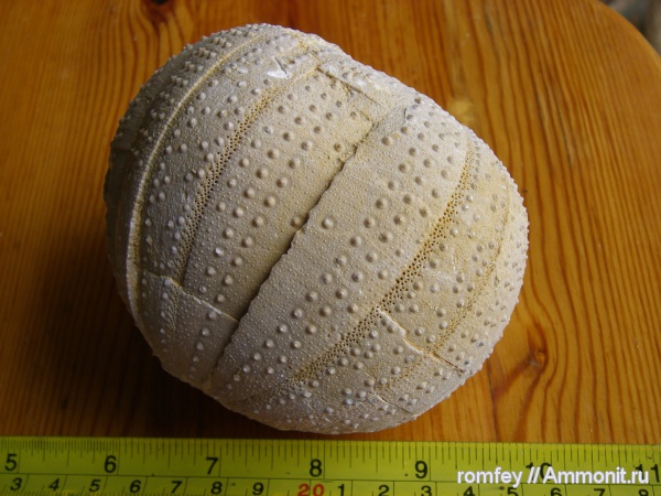 морские ежи, иглокожие, Triplacidia