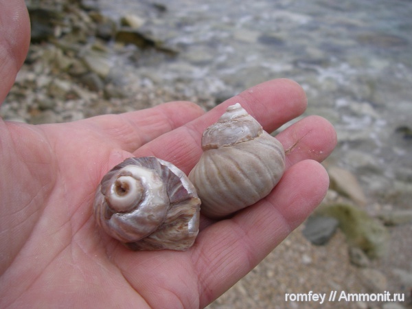 Черное море, Barbotella intermedia, Болгария, Балчик, Sarmatian