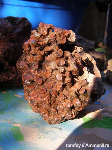 кораллы, Болгария, Родопи планина, Родопы