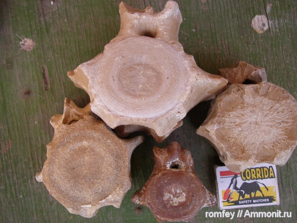 киты, Черное море, позвонки, Болгария, праисторически кит