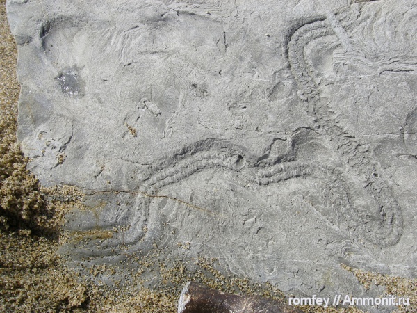 ихнофоссилии, Болгария