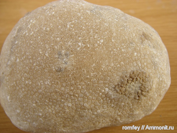 Болгария, Scleractinia, Родопи планина, Родопы