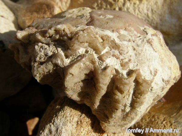 миоцен, Болгария, р. Суха, Добруджа, Tridacna