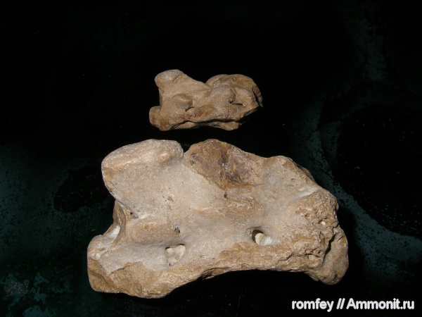 неоген, миоцен, Болгария, тюлени