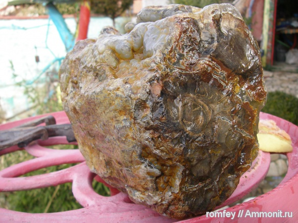 окаменевшее дерево, Болгария, Родопы