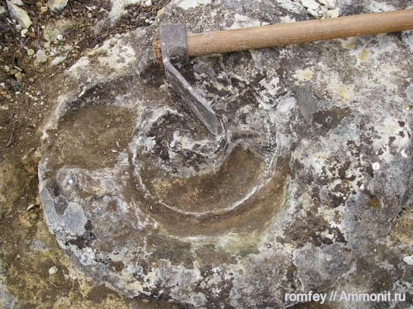 аммониты, Ammonites, Болгария