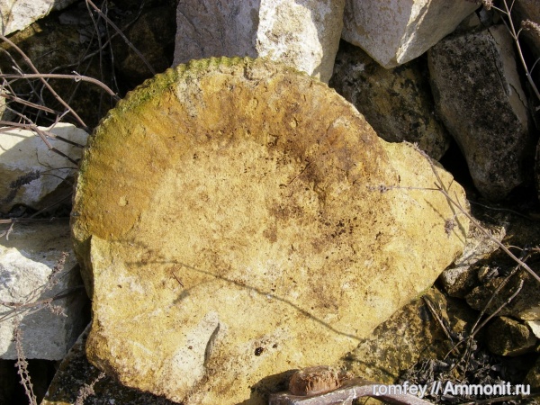 аммониты, Ammonites, Болгария