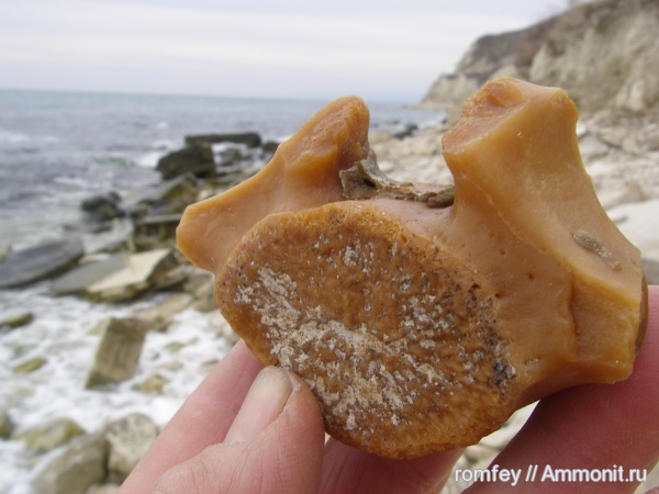 киты, Черное море, позвонки, Cetotherium, цетотерии, сармат, Болгария