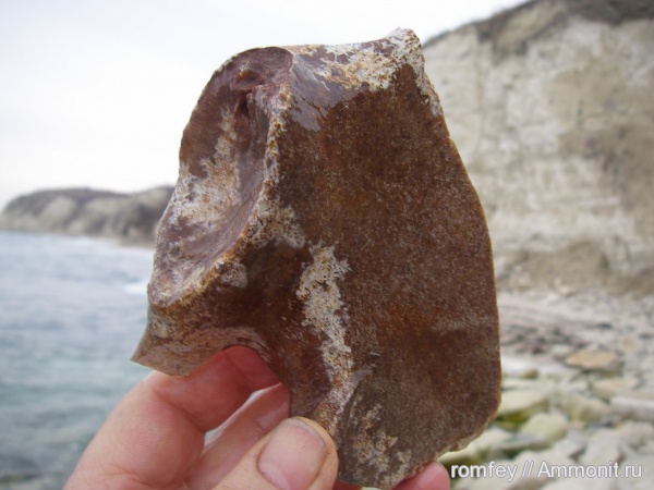 киты, Черное море, Cetotherium, сармат, Болгария, сарматские киты