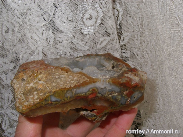 кораллы, Болгария, Scleractinia, Родопы