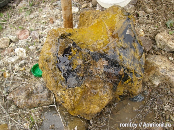 окаменевшее дерево, Болгария, Родопы