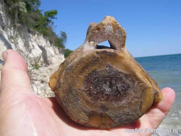 киты, позвонки, Cetotherium, цетотерии, Болгария