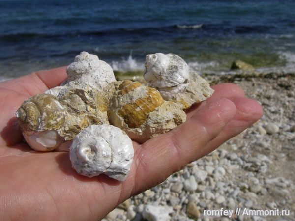 Черное море, Barbotella intermedia, Болгария