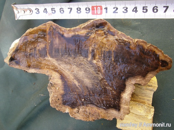 окаменевшее дерево, Болгария, Родопы