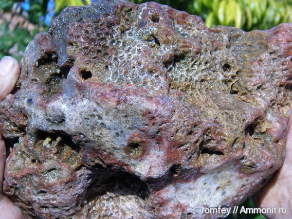 кораллы, Болгария, Scleractinia, Родопы