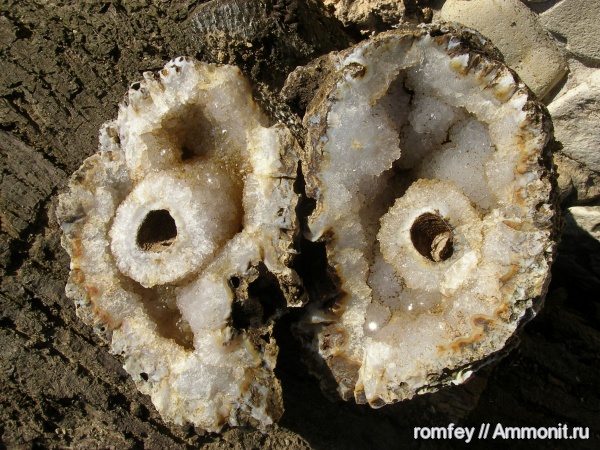 кораллы, Болгария, Родопы