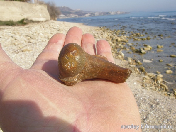 Черное море, Болгария