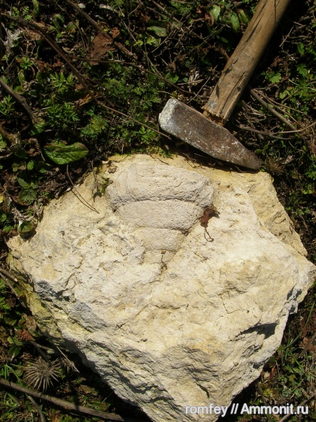 Болгария, Добруджа