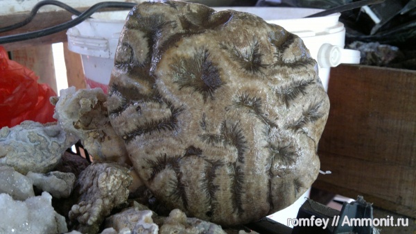 кораллы, Болгария, Scleractinia, Родопы