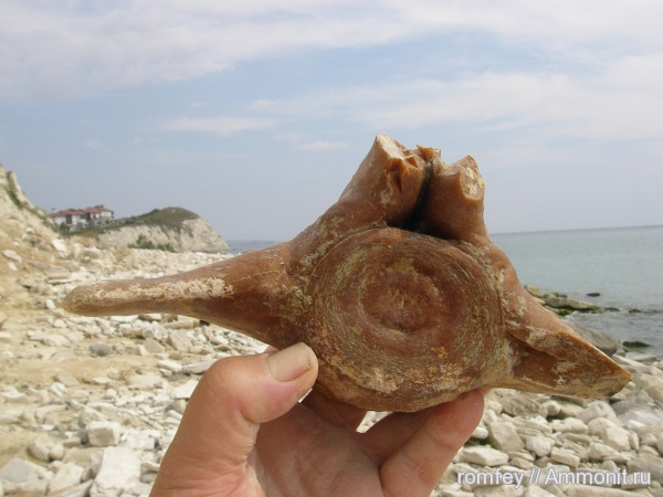 киты, позвонки, Cetotherium, цетотерии, Болгария