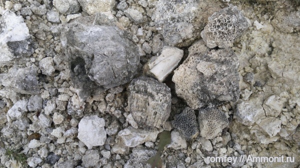 кораллы, Болгария, Scleractinia, Родопы