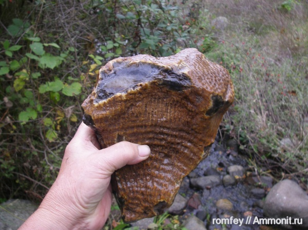 кораллы, Болгария, Scleractinia, Родопы