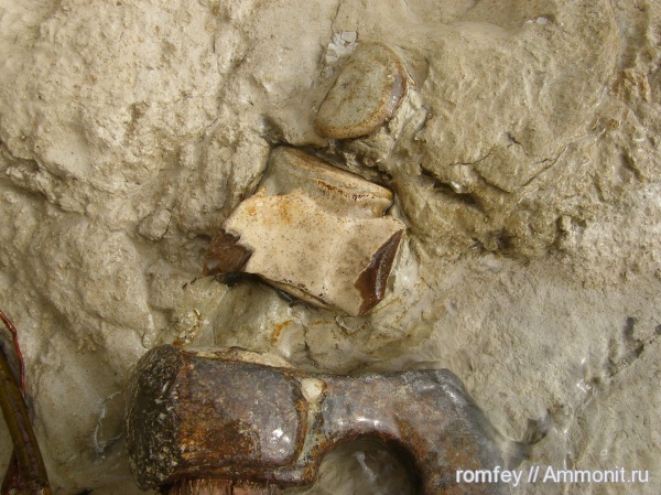 киты, Черное море, позвонки, Cetotherium, цетотерии, Болгария