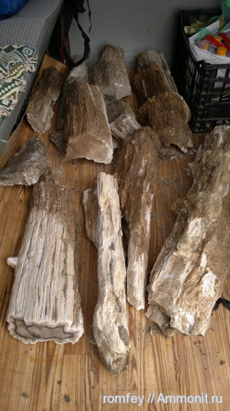 окаменевшее дерево, Болгария, Родопы