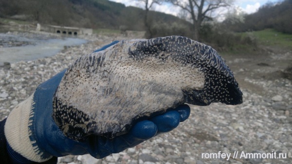 окаменевшее дерево, Palmoxylon, Болгария, Родопы