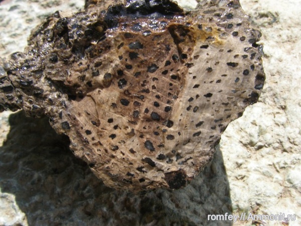 окаменевшее дерево, Болгария, Родопы