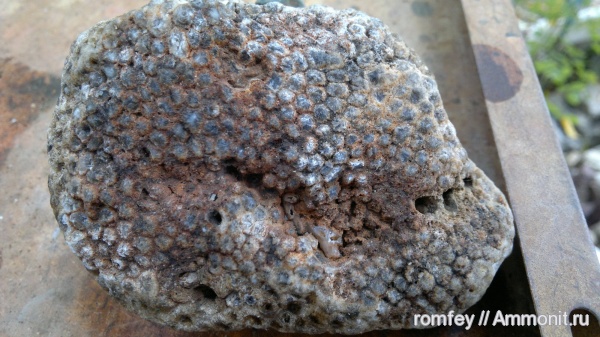 кораллы, Болгария, Scleractinia, Родопы