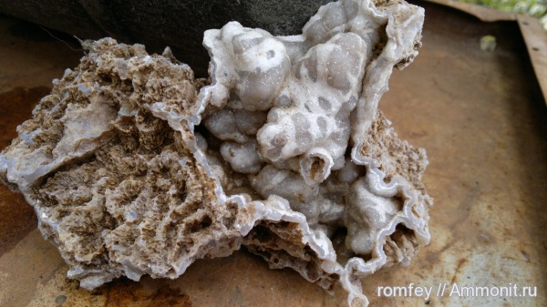 кораллы, Болгария, Scleractinia, Родопы