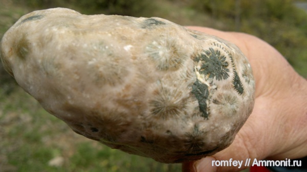 кораллы, Болгария, Scleractinia, Родопы