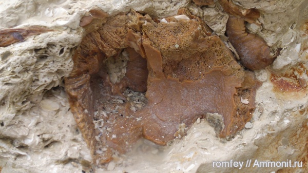 киты, Cetotherium, цетотерии, Болгария, tympanic bulla