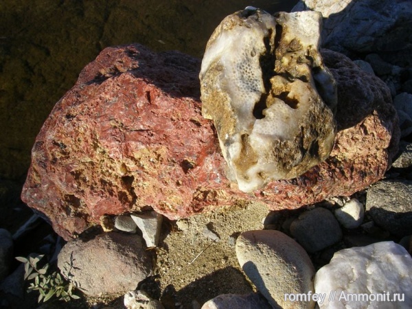 кораллы, Болгария, Scleractinia, Родопы