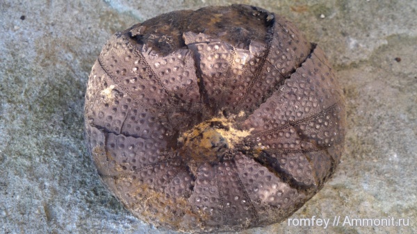 морские ежи, иглокожие, Болгария