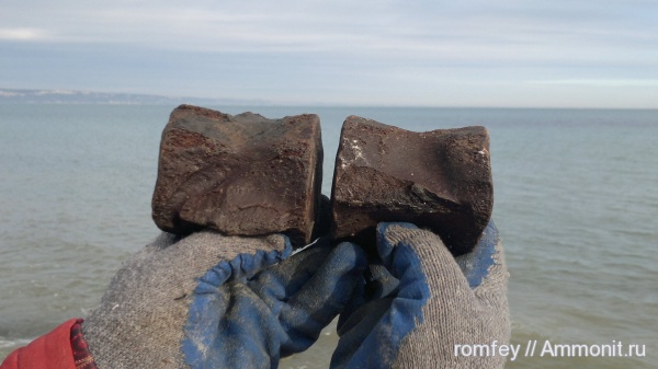 киты, позвонки, Cetotherium, цетотерии, Болгария