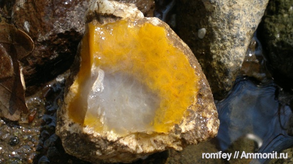 кораллы, Болгария, Scleractinia