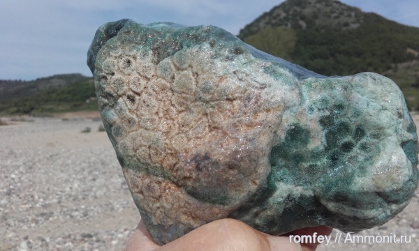 кораллы, Болгария, Scleractinia