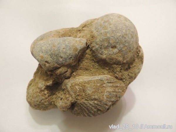 кораллы, Адыгея, р. Белая