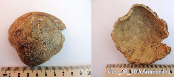 двустворчатые моллюски, Кисловодск