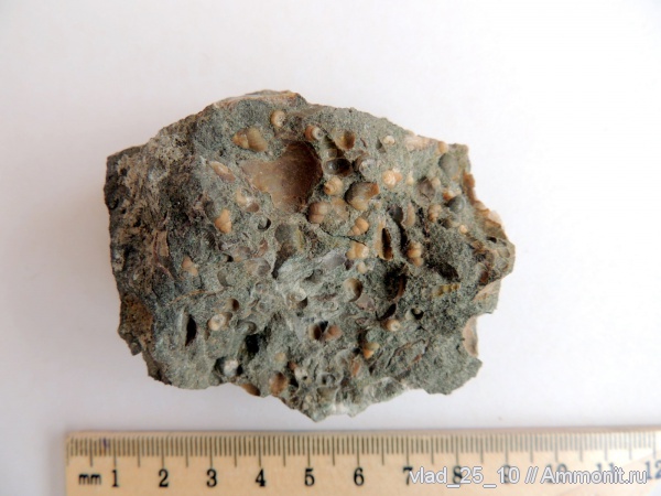 меловой период, Кисловодск, Cretaceous