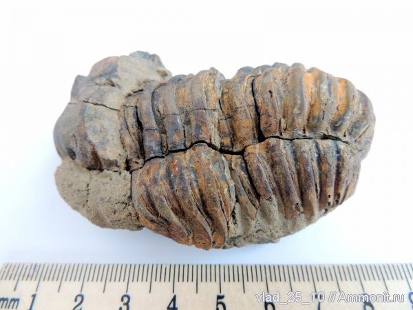 трилобиты, Марокко, Flexycalymene