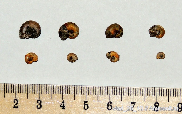 аммониты, Адыгея, Ammonites, р. Белая