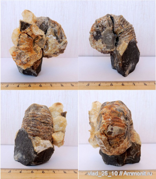 Адыгея, Douvilleiceratidae, р. Фарс