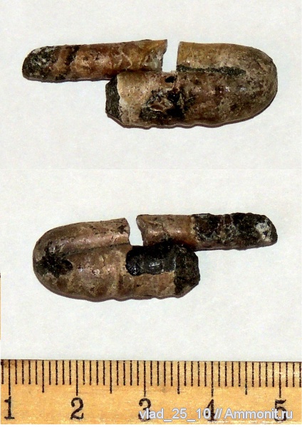 гетероморфные аммониты, Адыгея, Ptychoceras, р. Фарс, heteromorph ammonites