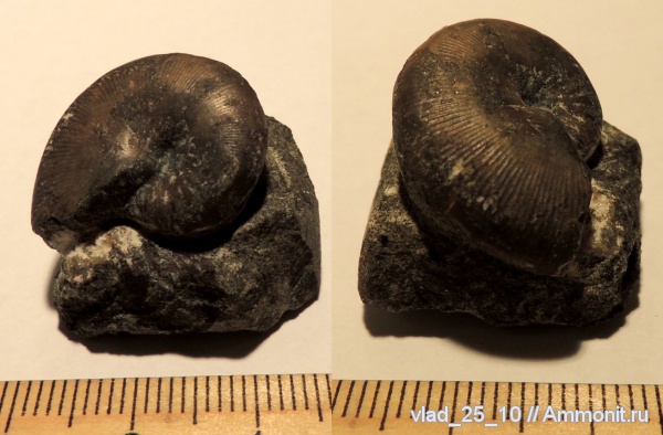 Euphylloceras, Адыгея, р. Фарс