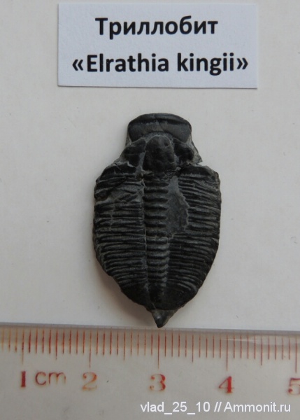 трилобиты, Elrathia, Elrathia kingii