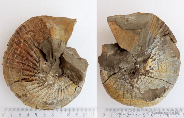 Phyllopachyceras, Горячий Ключ, Phyllopachyceras prendeli