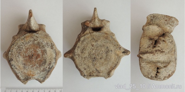 неоген, Cetotherium, р. Мокрый Апчас